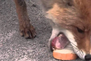 Чорнобильські лисиці знають, як робити бутерброди Чорнобильські лисиці знають, як робити бутерброди